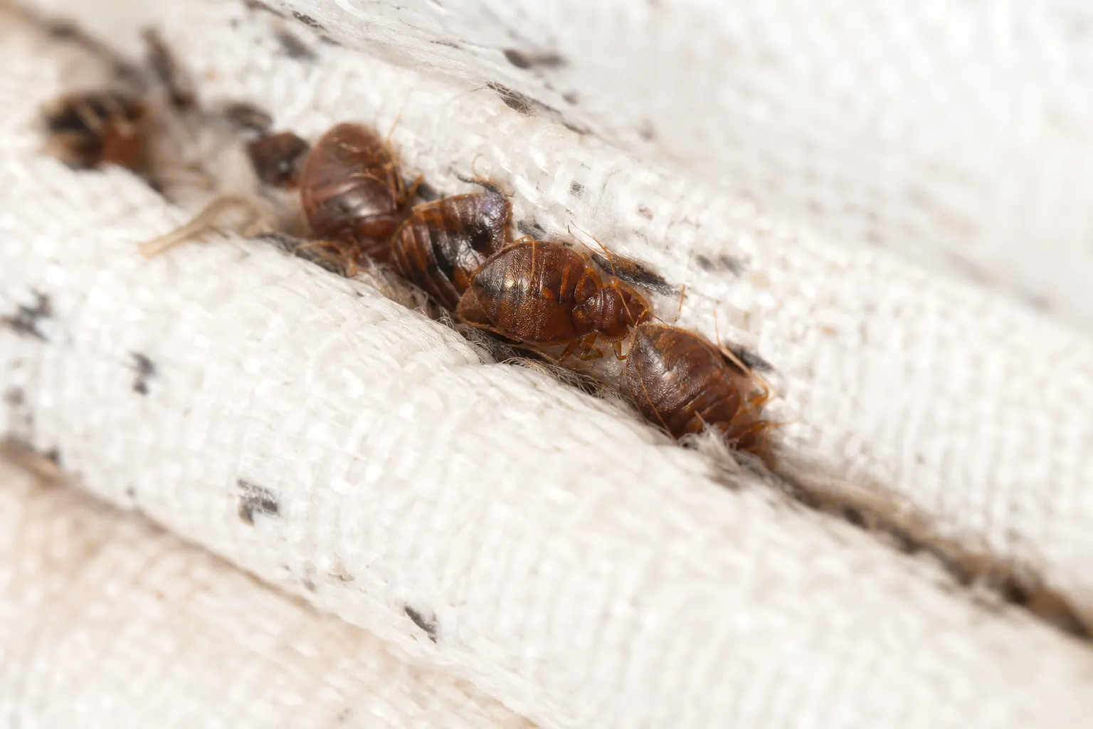 ตัวเรือด (Bed Bug) คืออะไร ดูยังไงให้ออก